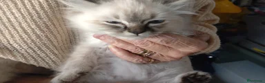Ragdoll 7
