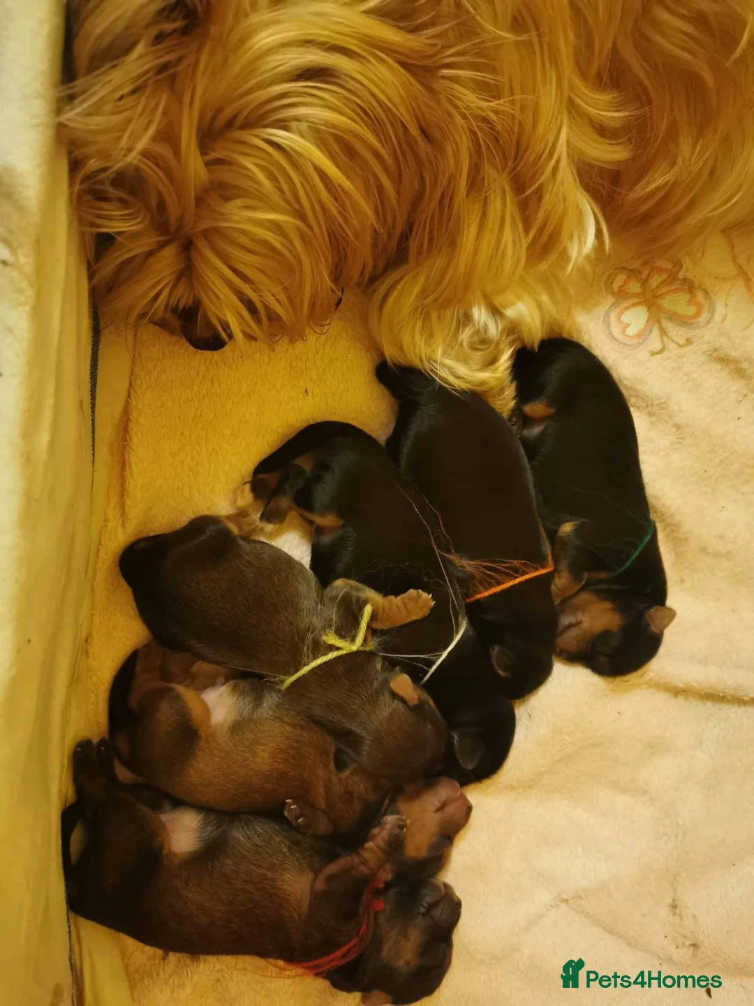 Yorkshire Terrier dogs for stud: KCReg Assured Breeder/Benjamin looking for a date in Southampton - Advert 12