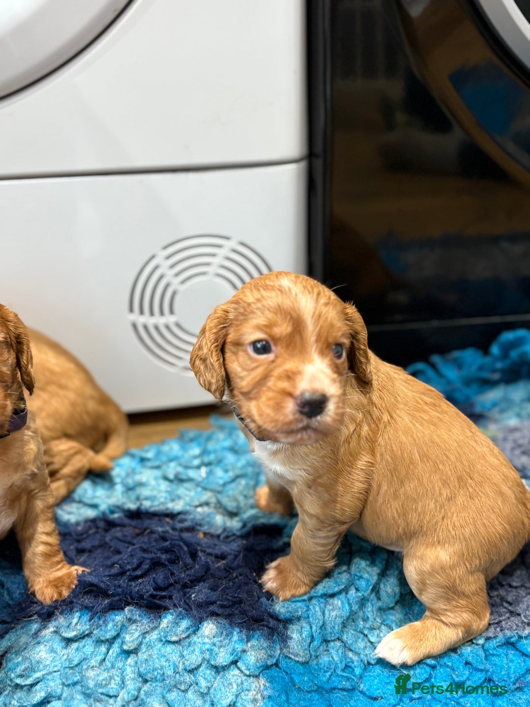 Cocker Spaniel dogs for sale: Working Cocker Spaniel - Image 3