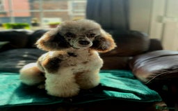 Shihpoo dogs for sale: F1 TOY SHIHPOO puppies, platinum choc champagne - Image 22