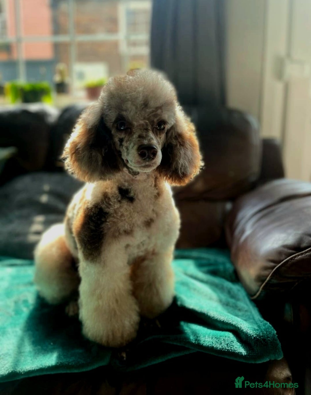 Shihpoo dogs for sale: F1 TOY SHIHPOO puppies, platinum choc champagne - Image 22