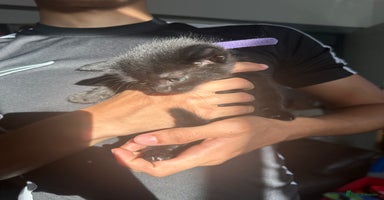 Domestic Shorthair cats - Advert 3