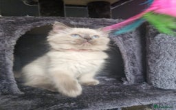 Ragdoll cats for sale:  FIFe Registered Ragdoll Kittens Champion Line - Image 7