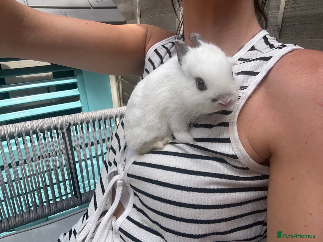 Mixed Breed rabbits for sale: Boy and girl rabbit  - Image 1
