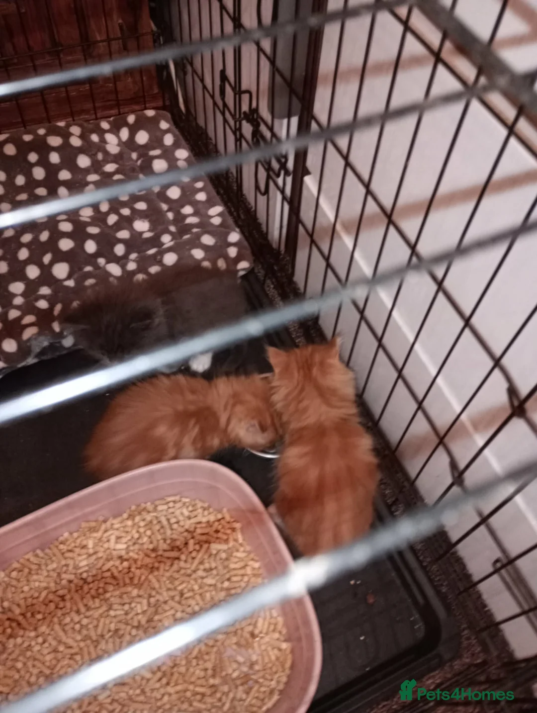 Maine Coon cats for sale: Maine coon  xxx - Advert 11