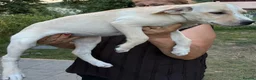 Mixed Breed dogs for adoption: AZALEA– The Little Lap Dog Who May Not Stay Little - Advert 10