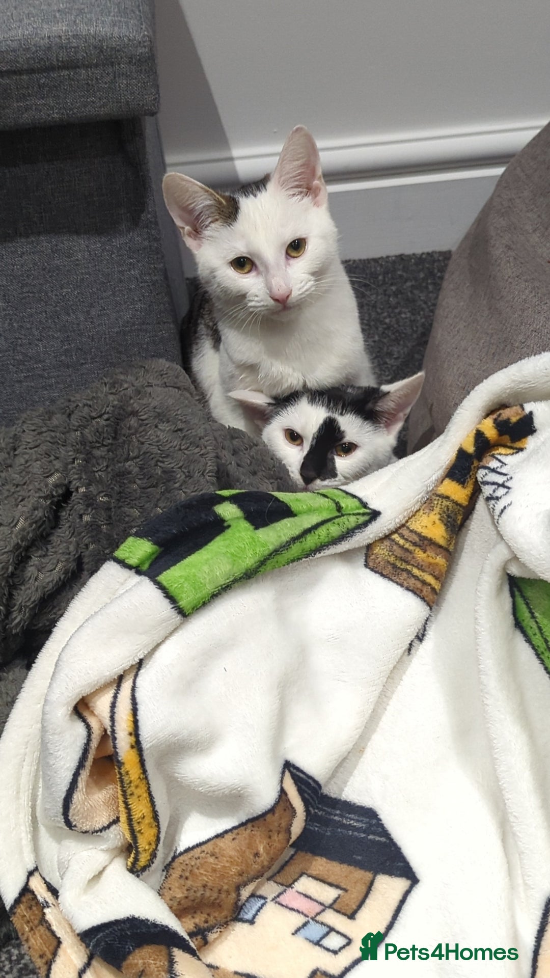 British Shorthair cats for sale: Black and white Magpie - Advert 8