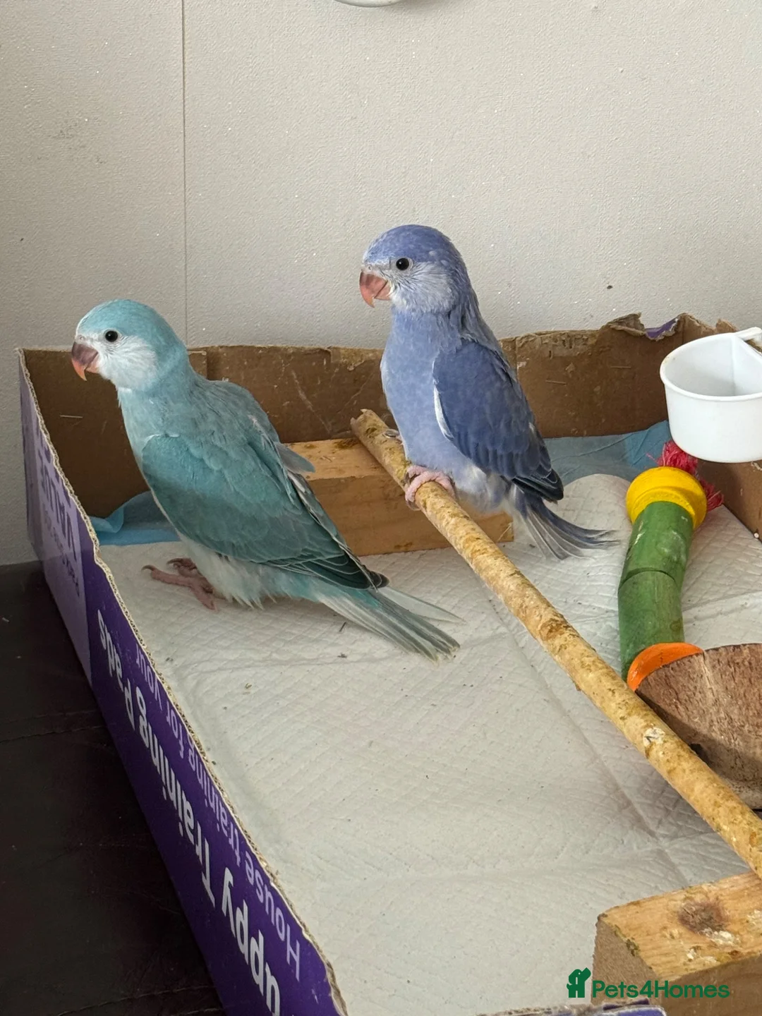 Ringnecks birds for sale:  Ringneck Babies Violet & Blue Cleartail - Advert 2