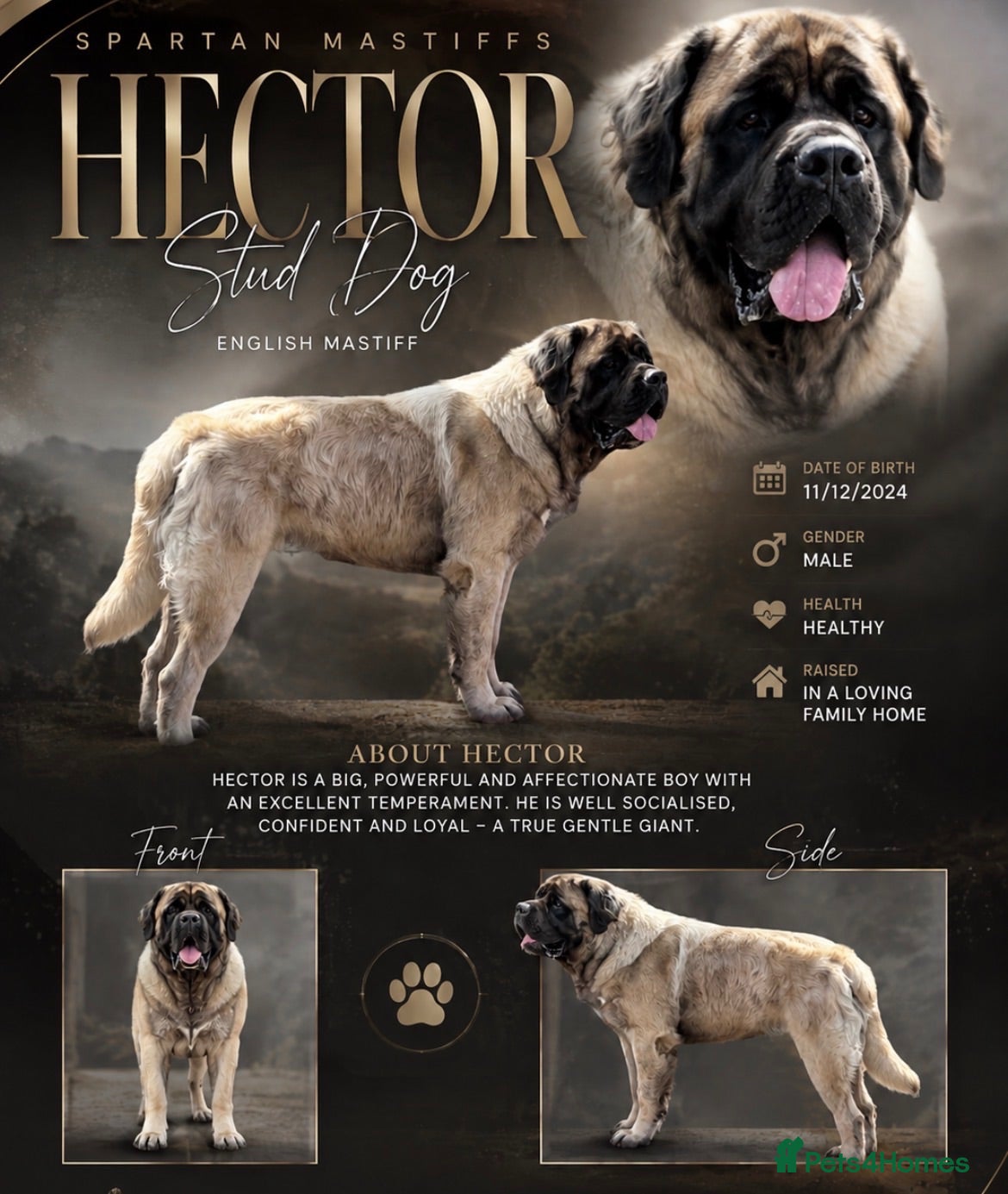 Mastiff dogs Introducing 🐾HECTOR🐾 FOR STUD ONLY  - Advert 1