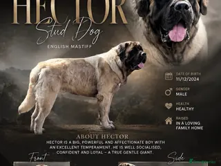Mastiff dogs Introducing 🐾HECTOR🐾 FOR STUD ONLY - Advert 4
