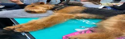 Airedale Terrier dogs for sale: 🌟 One Girl Available 🌟  - Advert 12