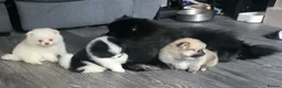 Pomeranian dogs for sale: Pomeranian mixed litter  in Wigan - Advert 15