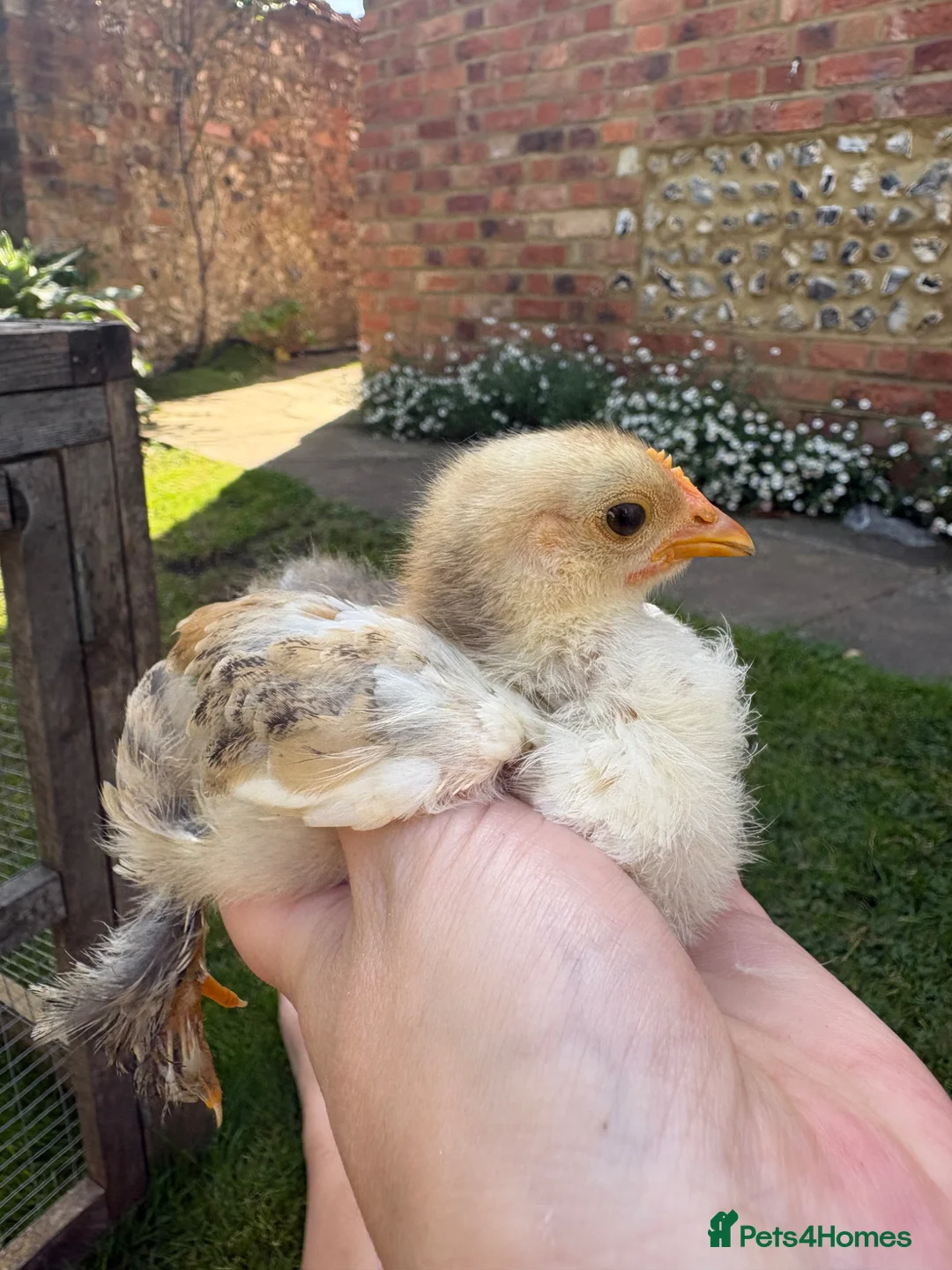 Chickens poultry for sale: Pure Pekin Roos including frizzle  - Advert 2