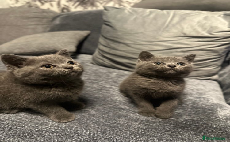 British Shorthair cats - Advert 1