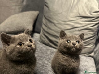 British Shorthair cats - Advert 4