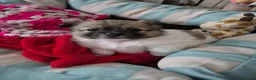 Shih Tzu dogs for sale: Shih tzu puppies in Alfreton - Advert 2