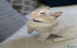 Ragdoll cats for sale: Ragdoll Kittens  - Advert 3