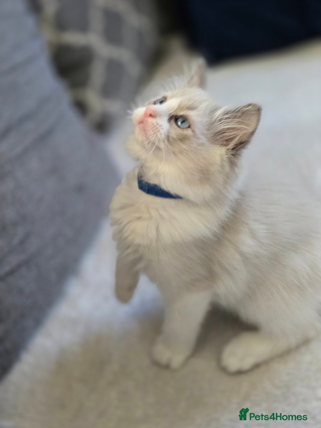 Ragdoll cats for sale: Ragdoll Kittens  - Advert 3