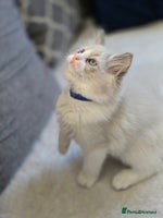 Ragdoll cats Ragdoll Kittens - Advert 2