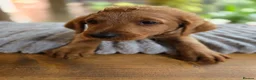 Labradoodle dogs for sale: 4 Beautiful female Labradoodles Ready to go! - Advert 26