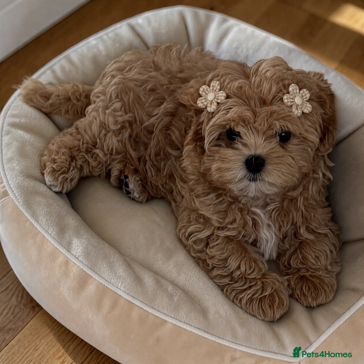Maltipoo dogs 💎Last  Quality Asian Maltipoo DNA clear💎🧸   - Advert 2