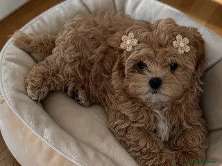 Maltipoo dogs 💎Last Quality Asian Maltipoo DNA clear💎🧸 - Advert 2