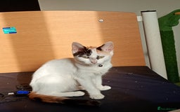 Mixed Breed cats for sale: Friendly kitten for sale to go to a loving home. - Image 7