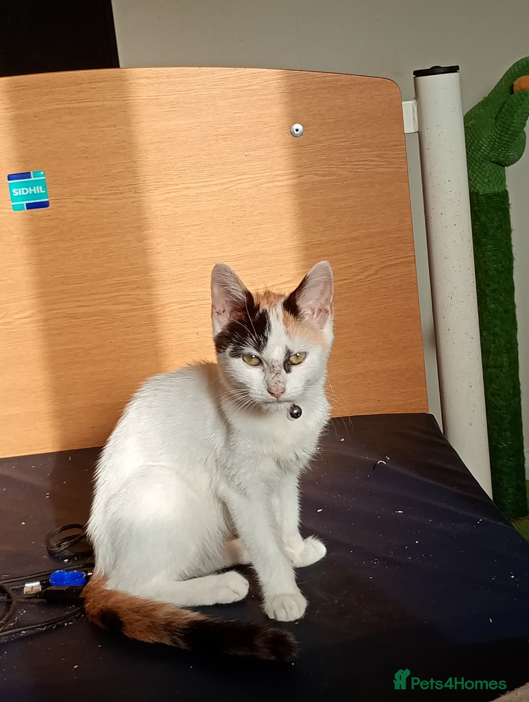 Mixed Breed cats for sale: Friendly kitten for sale to go to a loving home. - Image 7