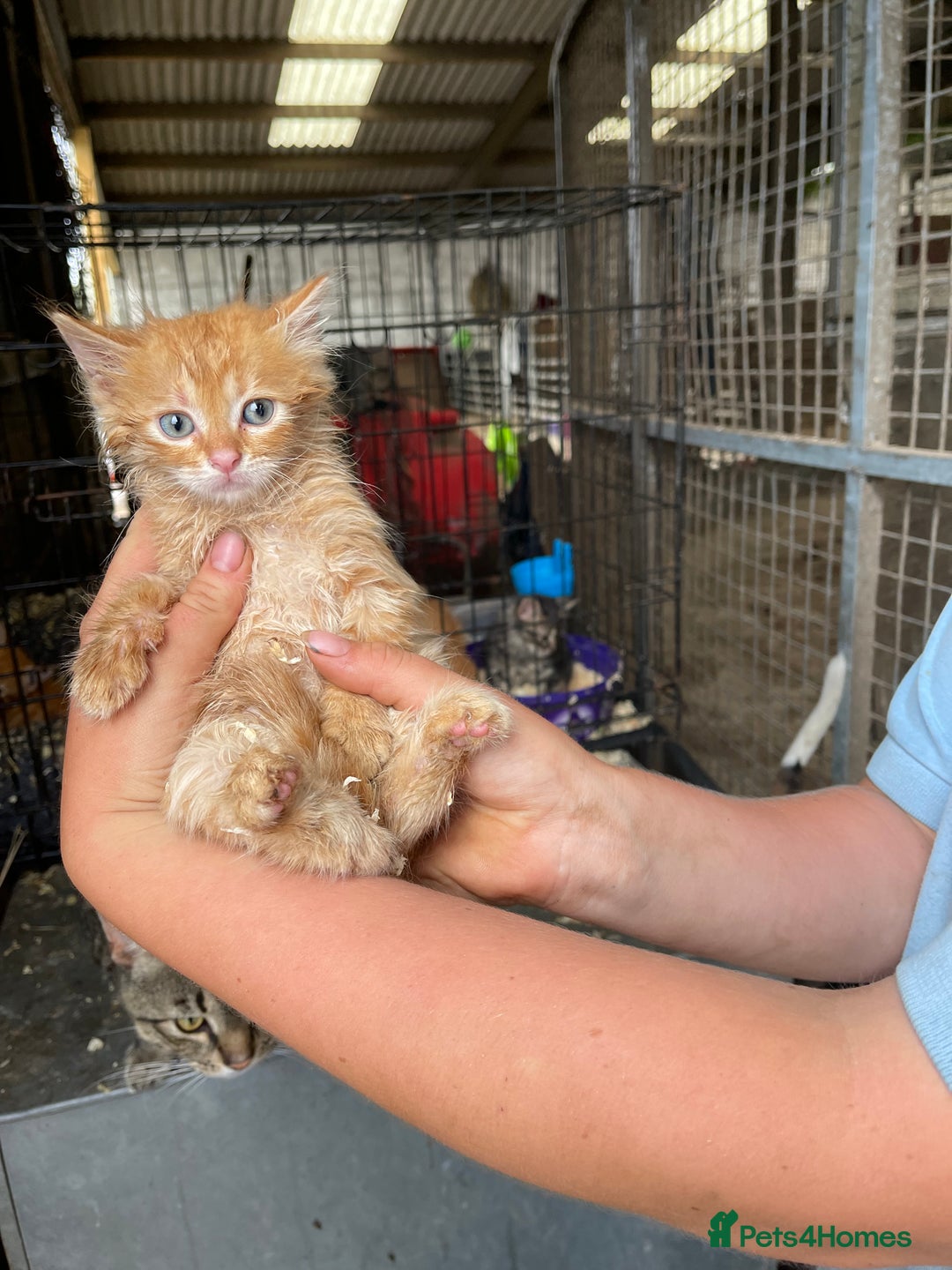 Mixed Breed cats for sale: Farm cats  - Image 6