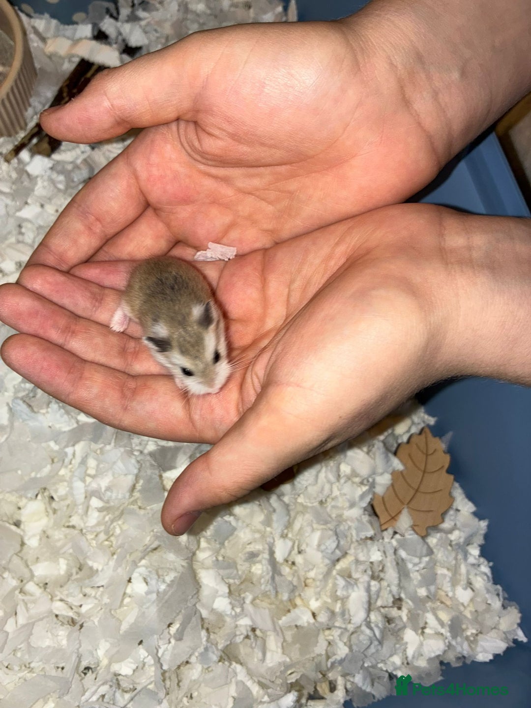 Hamster rodents for sale: roborovski dwarf hamster - Image 5