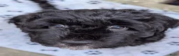 Sheepadoodle dogs for sale: (last girl) ❤️ F1 OES x Standard POODLE - Advert 4