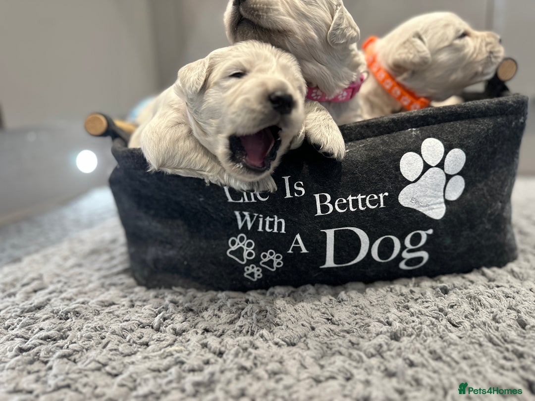Golden Retriever dogs for sale: Cream Golden Retriever Puppies  - Image 12
