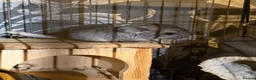 Chinchilla rodents for sale: 2x baby chinchillas - Advert 11