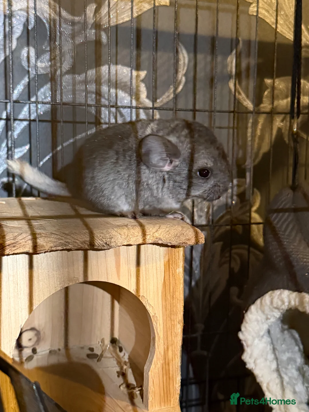 Chinchilla rodents for sale: 2x baby chinchillas - Advert 11