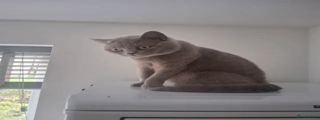 Chloe
