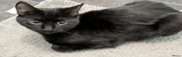 Mixed Breed cats for sale: Lovely Runa - Advert 12
