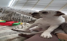 Mixed Breed dogs for sale: Boxer x bullmastiff - Image 4