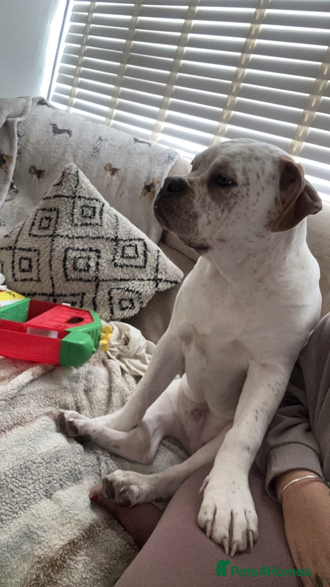 Mixed Breed dogs for sale: Boxer x bullmastiff - Image 4