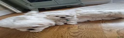 Maltese dogs for sale: 3x Adorable Maltese Puppies in Hereford - Advert 4