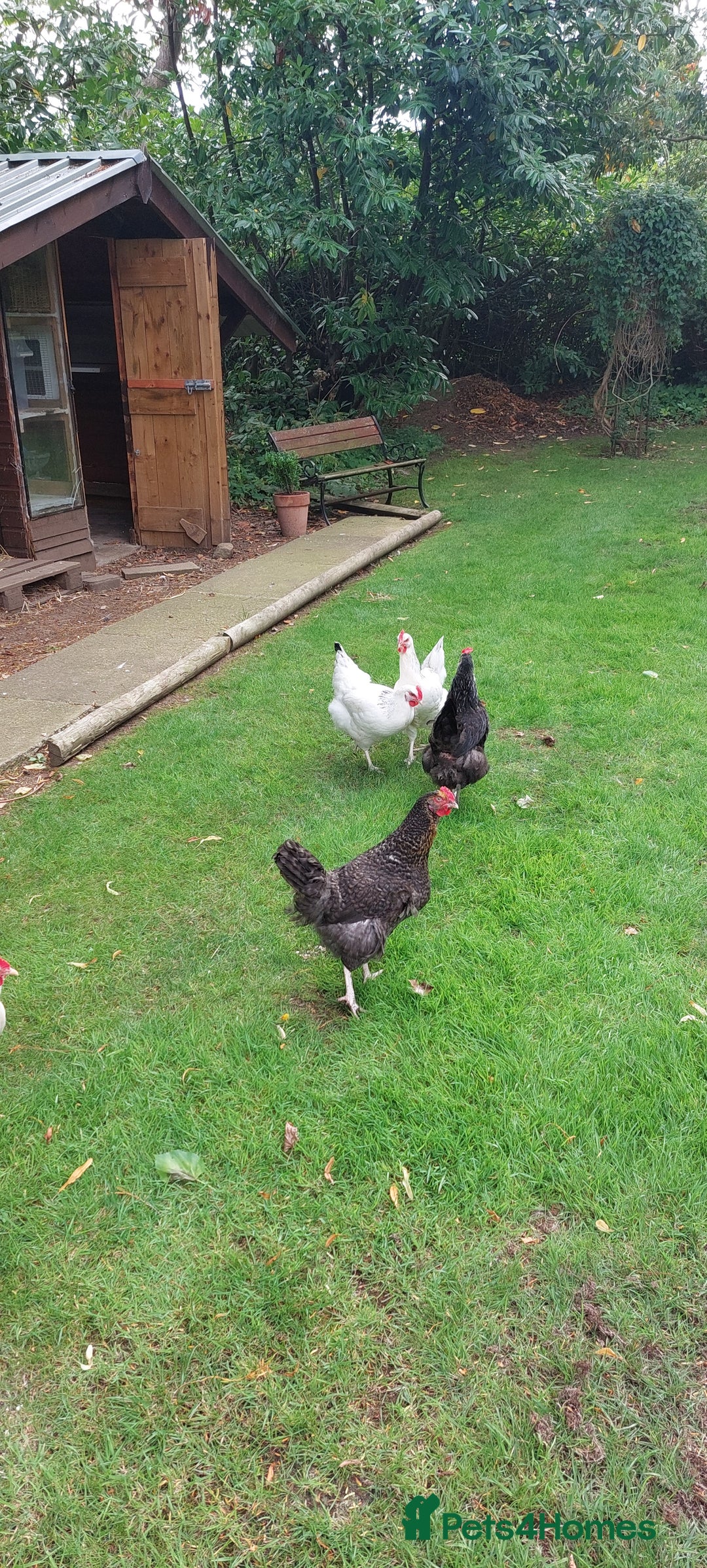 Chickens poultry for sale: Pure Breed Point of lay hens - Image 6
