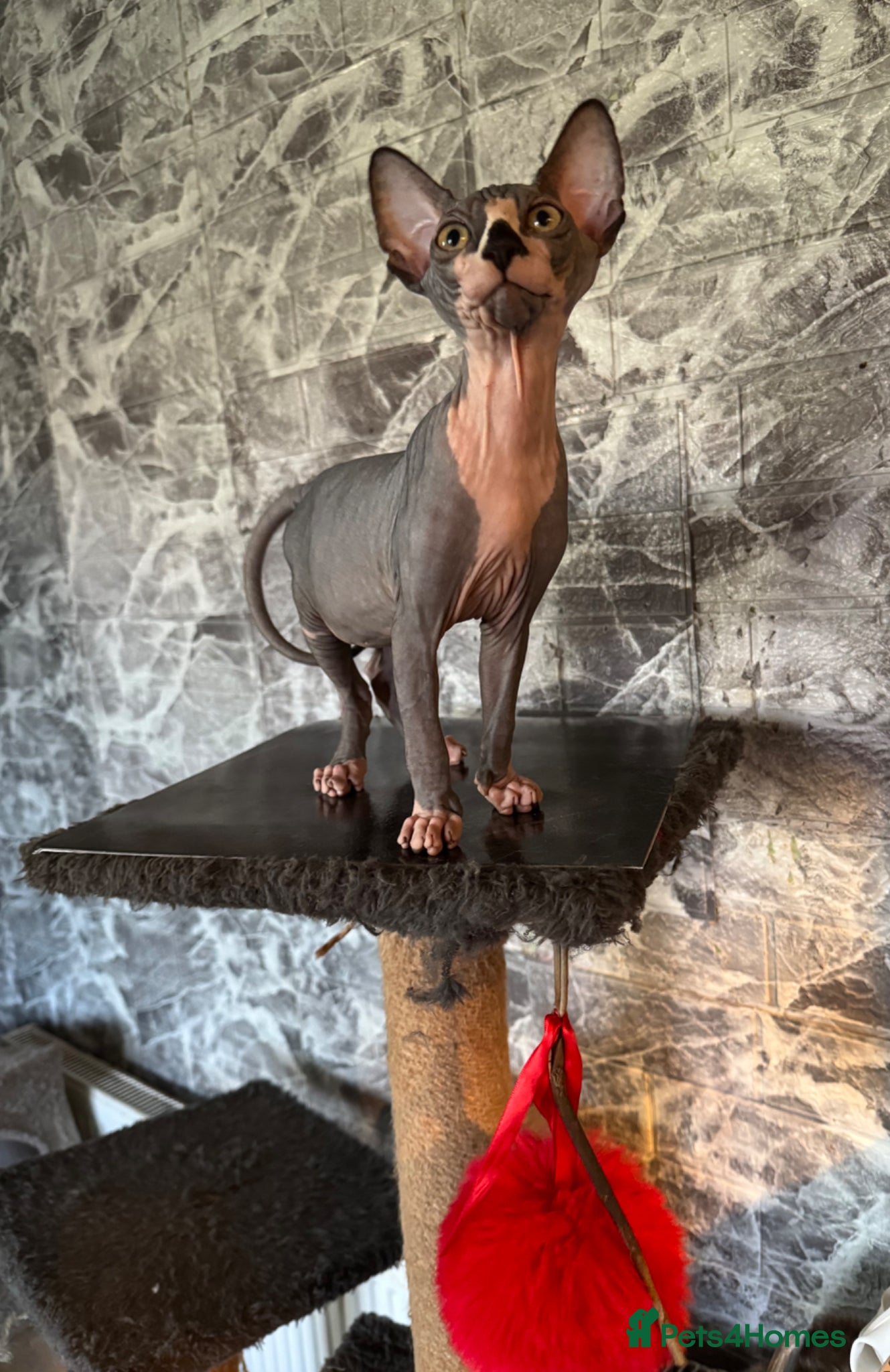 Sphynx cats Sphynx kittens ( 2 males)  - Advert 2