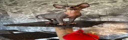 Sphynx cats for sale: Sphynx kittens  - Advert 4