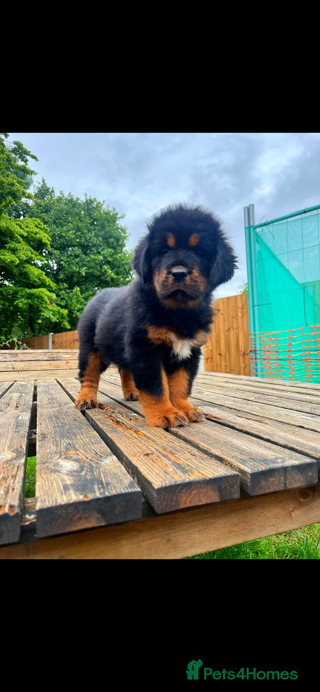 Tibetan Mastiff dogs for sale: 6 Tibetan Mastiff Puppies - Image 15