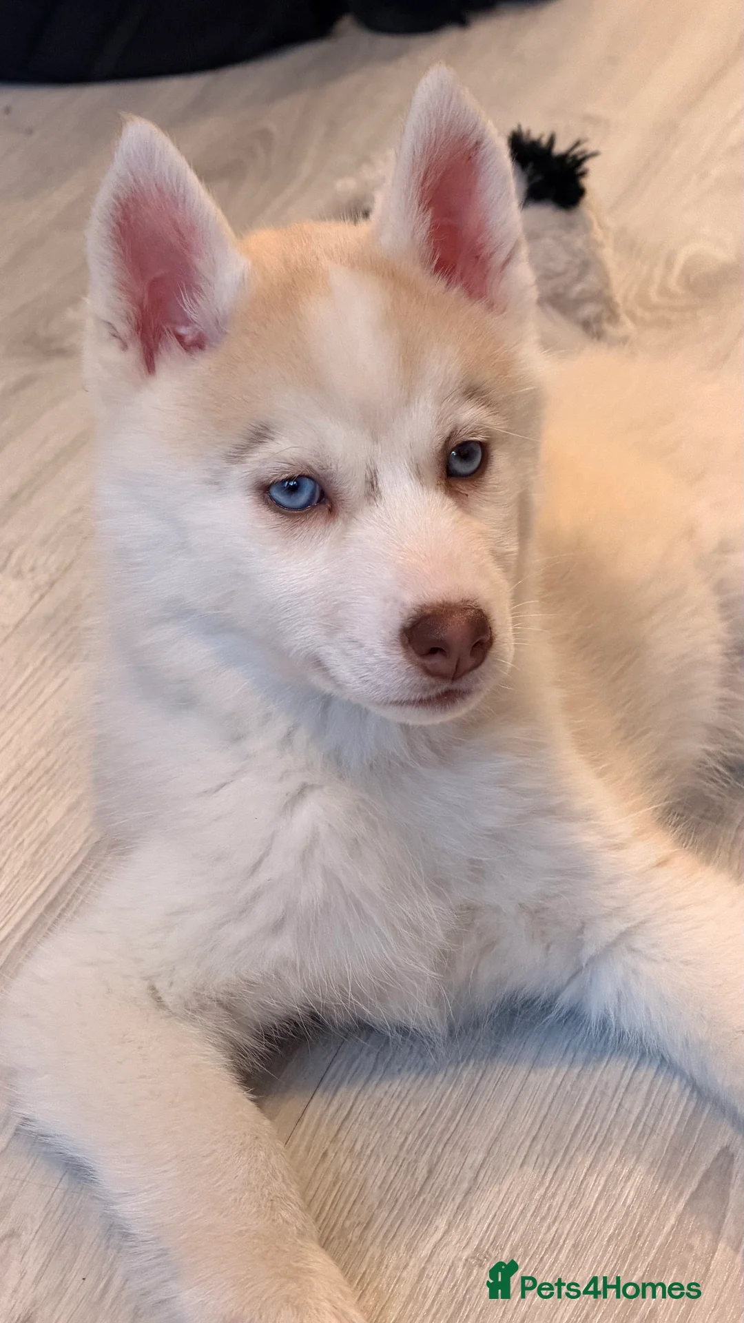 Siberian Husky dogs for sale: Siberian Husky puppy - 3 months old - Advert 6