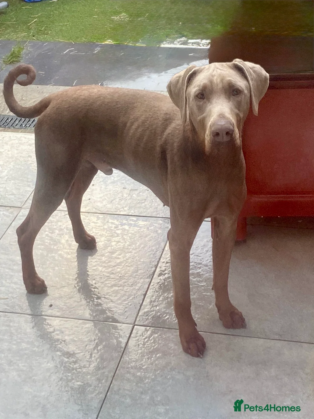 Dobermann dogs for sale: Isabella Doberman - Advert 1