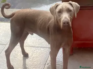 Dobermann dogs Isabella Doberman - Advert 1