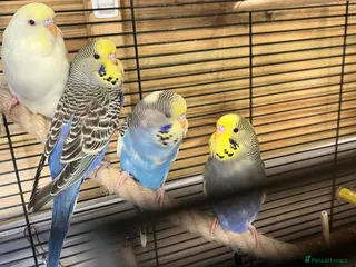 Budgerigars birds 2026 budgies - Advert 2