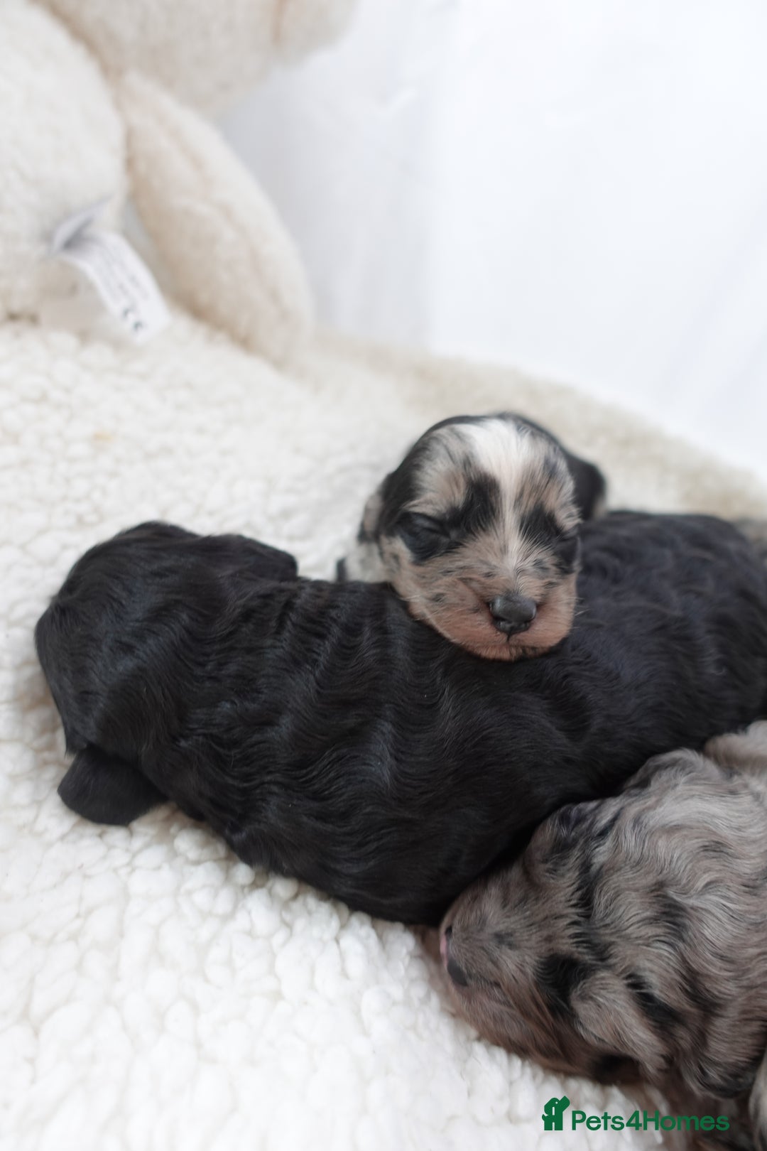 Sheepadoodle dogs for sale: Mini Sheepadoodle the wait is over!  - Image 14