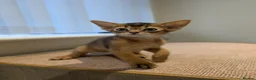 Abyssinian cats for sale: 🩷🩷 Sweet girl 🩷🩷  - Advert 8