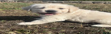 Bertie